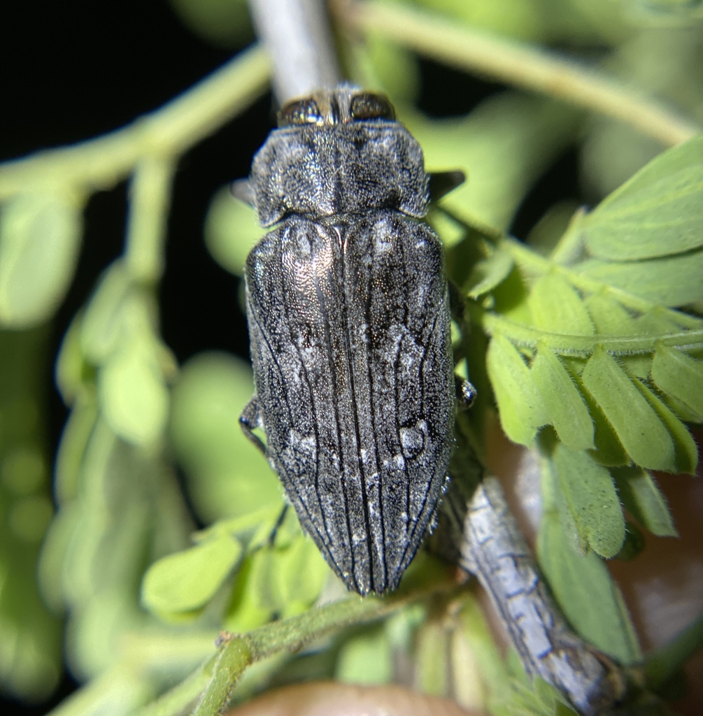 Merkel Buprestid