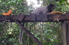 Callithrix jacchus × penicillata