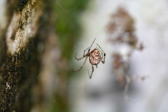 Araneae