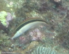 Halichoeres maculipinna