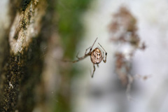 Araneae