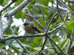 Rhipidura fuliginosa penita