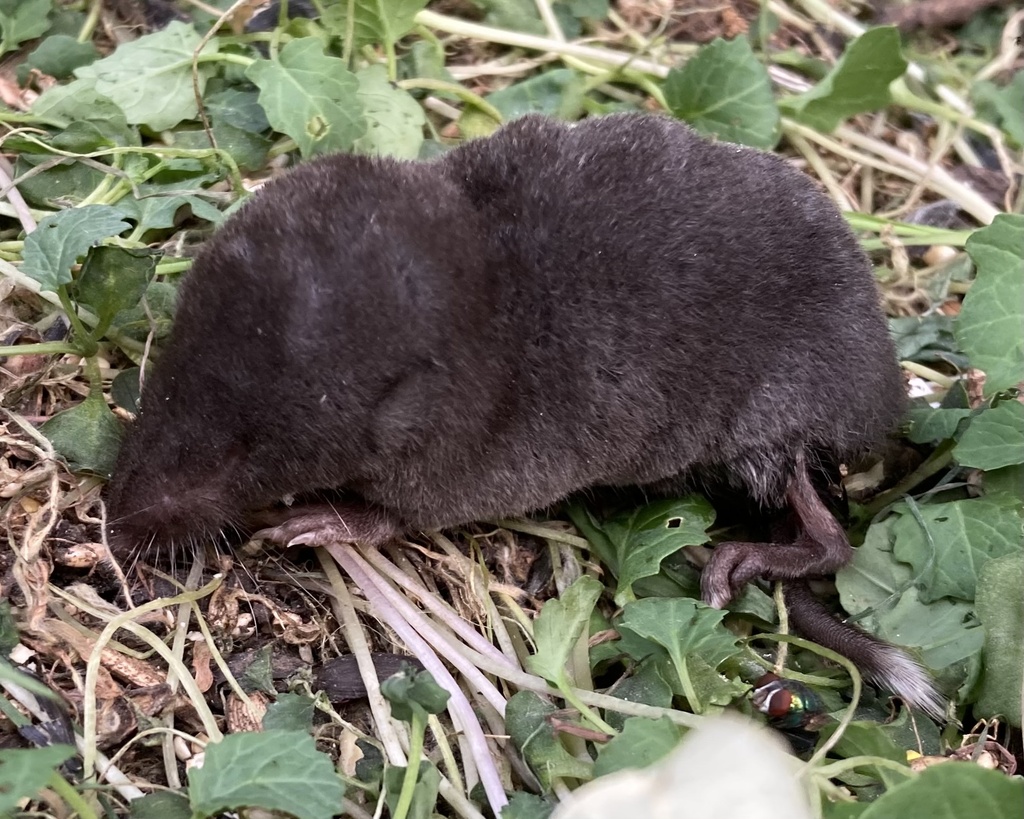 Northern Shorttailed Shrew from NE Taylor St, Minneapolis, MN, US on