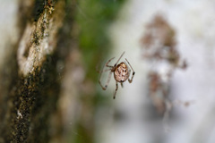Araneae