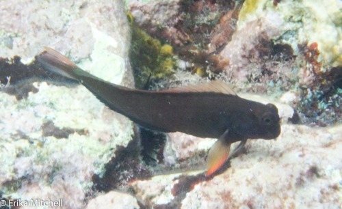 East Atlantic Redlip Blenny