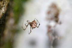 Araneae