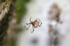 Araneae