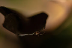 Araneae
