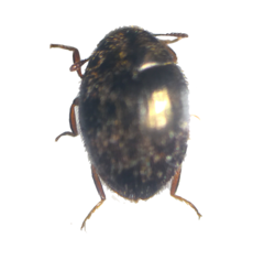 Simplocaria