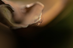 Araneae