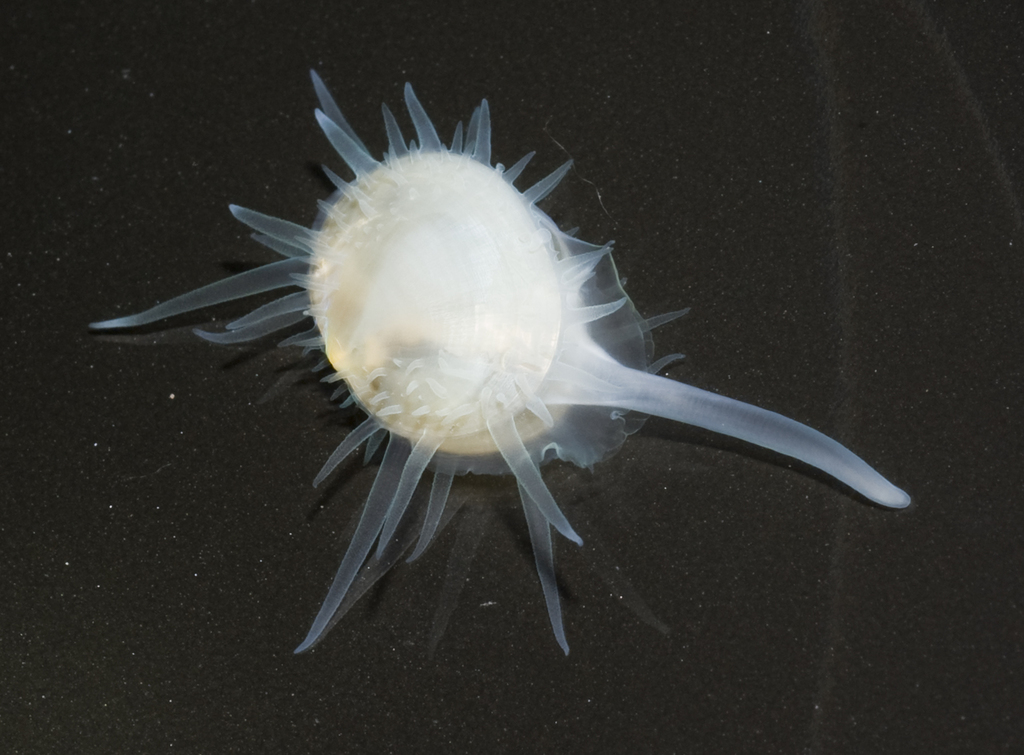 Galeommatidae