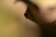 Araneae