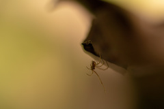 Araneae
