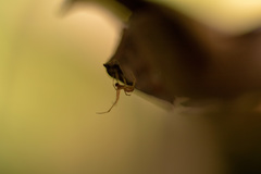 Araneae