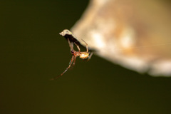 Araneae