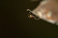 Araneae