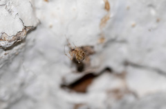 Araneae