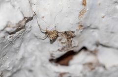 Araneae