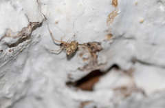Araneae