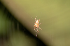 Araneae
