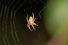 Araneae