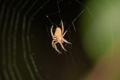 Araneae