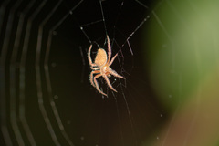 Araneae