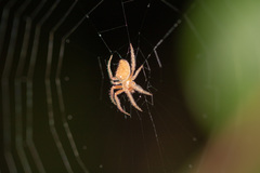 Araneae