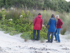 Sonchus grandifolius