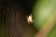 Araneae