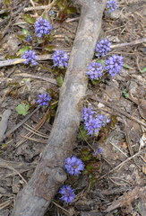 Veronica utahensis