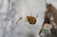 Araneae