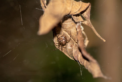 Araneae