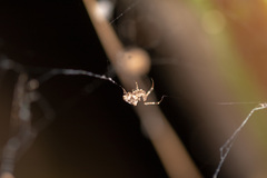 Araneae