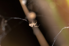Araneae