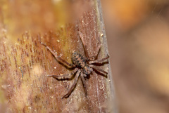 Araneae