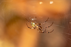 Araneidae