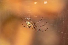 Araneidae
