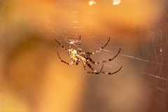 Araneidae