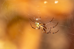 Araneidae