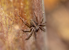 Araneae