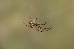Araneoidea