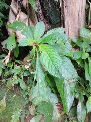 Rhynchotechum discolor