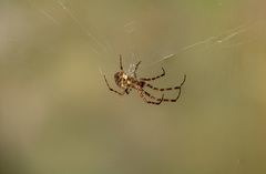 Araneoidea