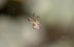 Araneidae