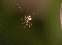 Araneus pegnia