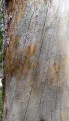 Dendroctonus rufipennis