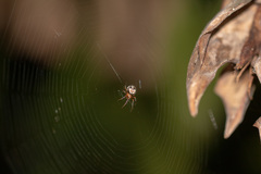 Araneus pegnia