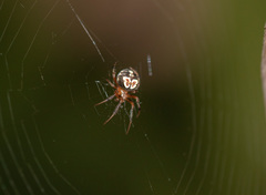 Araneus pegnia