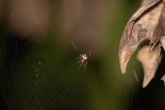 Araneus pegnia
